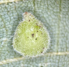Caryomyia conoidea