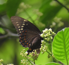 Papilio menatius victorinus