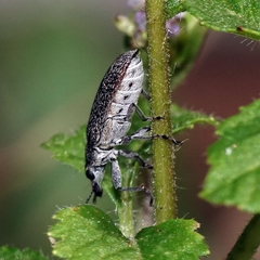Sphinctobelus rufibeccus