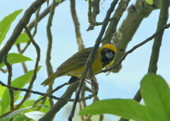 Ploceus velatus