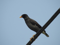 Acridotheres javanicus