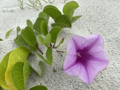 Ipomoea pes-caprae
