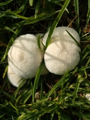 Lycoperdon pratense