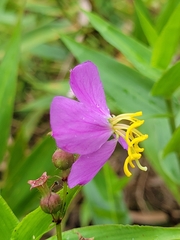 Rhexia virginica