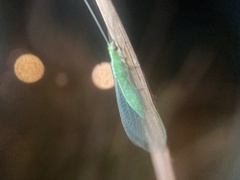 Chrysoperla rufilabris