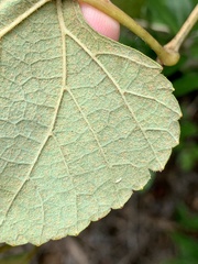 Vitis aestivalis