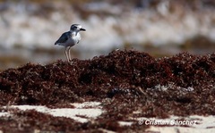 Charadrius wilsonia