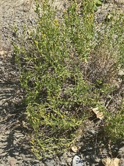 Heterotheca oregona