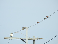 Streptopelia tranquebarica