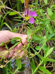 Rhexia virginica