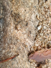 Lasius spathepus