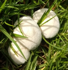 Lycoperdon pratense