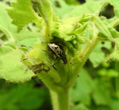 Zygogramma piceicollis