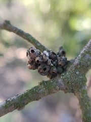 Callirhytis serricornis