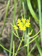 Erysimum cheiranthoides