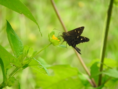 Thorybes dorantes dorantes