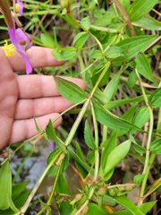 Rhexia virginica