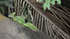 Basiliscus plumifrons