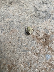 Hyla chrysoscelis