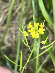 Erysimum cheiranthoides
