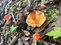 Hygrocybe cantharellus