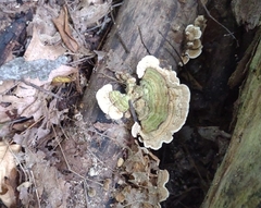 Trametes villosa