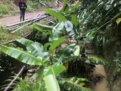 Musa