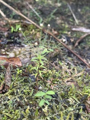 Eriocaulaceae