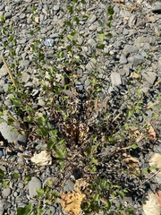 Brickellia californica