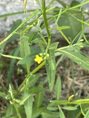 Erysimum cheiranthoides