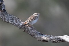 Cincloramphus mathewsi