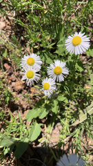 Erigeron divergens
