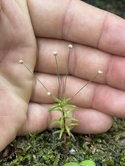 Eriocaulaceae