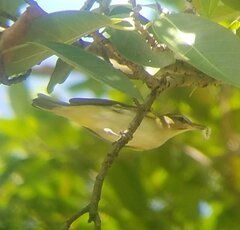 Vireo altiloquus