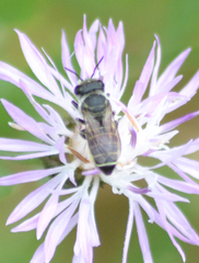 Megachile