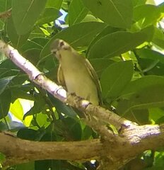 Vireo altiloquus