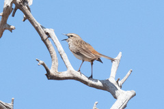 Cincloramphus mathewsi