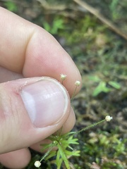 Eriocaulaceae