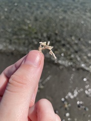 Calliarthron tuberculosum