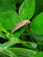 Plecoptera