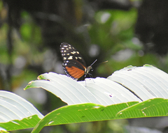 Heliconius hecale