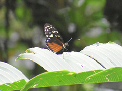 Heliconius hecale