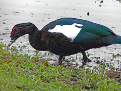 Cairina moschata