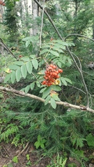Sorbus scopulina