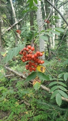 Sorbus scopulina