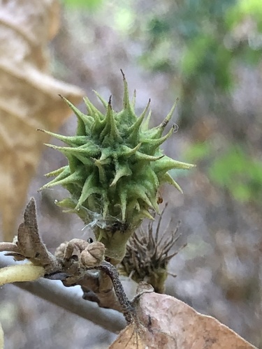 Spiny Witch-Hazel Gall Aphid photo 4