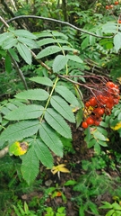 Sorbus scopulina