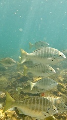 Kyphosus azureus