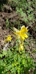 Aquilegia chrysantha