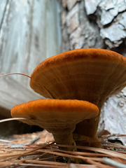 Phaeolus